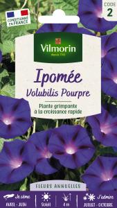 Ipomée Volubilis Pourpre